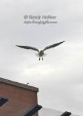 Gull on the Wing.jpg